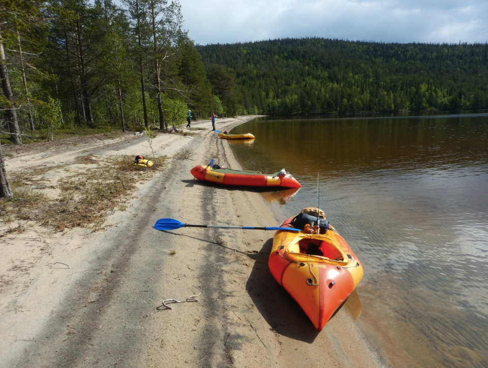 Иволга Стандартная